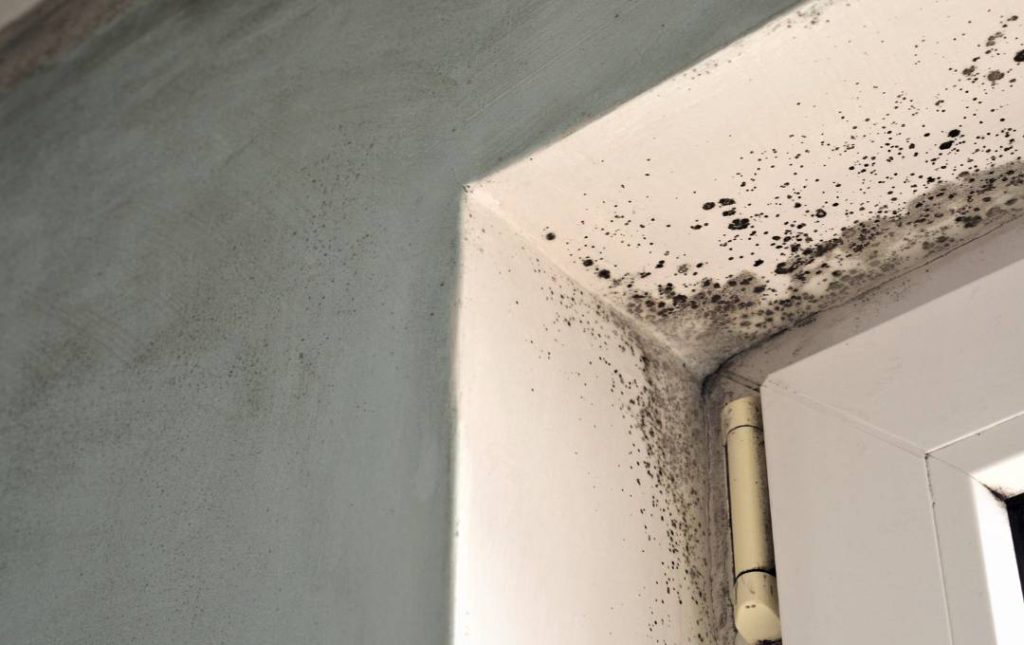 eliminate mold problem with atticrewwa.com