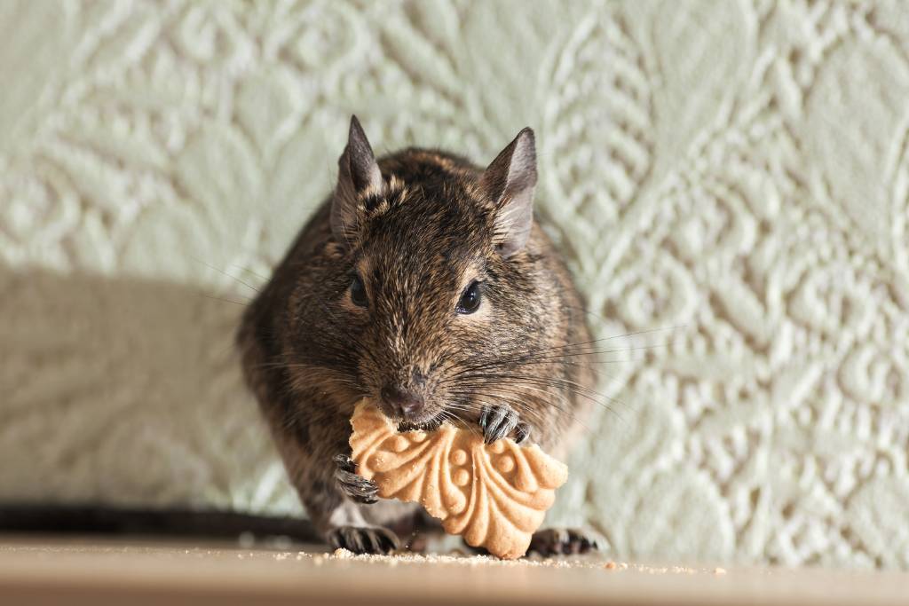 rodent smoke bomb